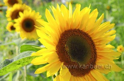 Sunflowers (6979)