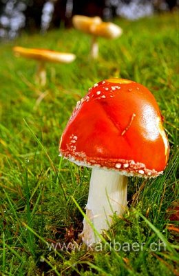 Pilze / Mushrooms (8423)