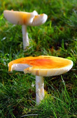 Pilze / Mushrooms (8422)