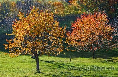 Baeume im Herbst (7830)