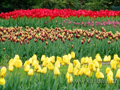 Tulpen / Tulips (00533)