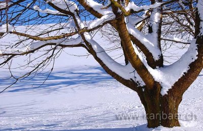 Baum im Schnee (9189)
