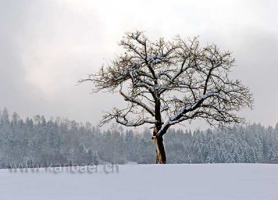 Baum im Winter (01563)