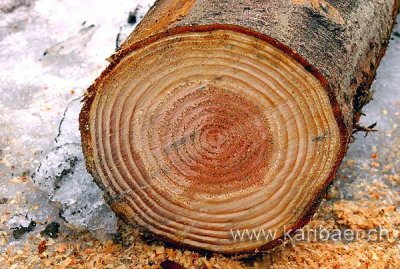 Holz / Wood (9787)