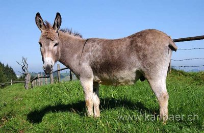 Esel / Donkey (5323)