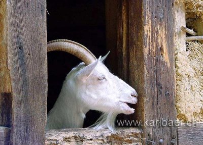 Ziege / Goat (00030)