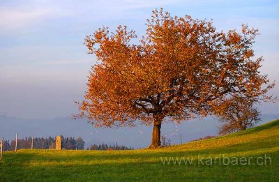 Baum im Herbst (9452)