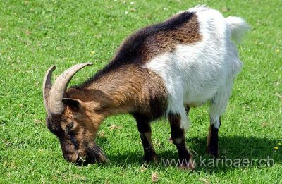 Ziege / Goat (3415)