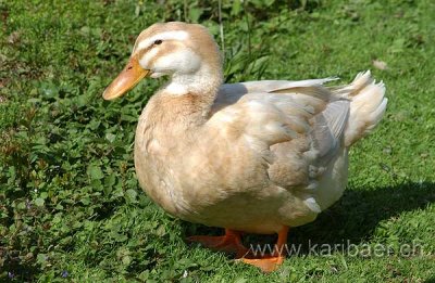 Ente / Duck (3495)