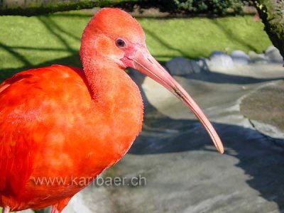 Roter Ibis (00015)