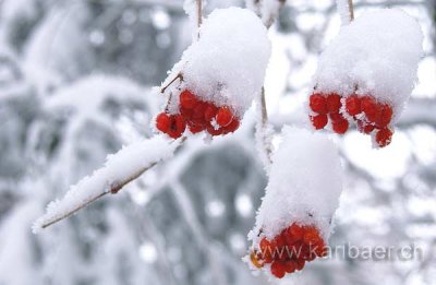 Beeren im Schnee (0205)