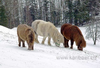 Shetland Ponies (00035)