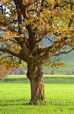 Baum im Herbst (6639)