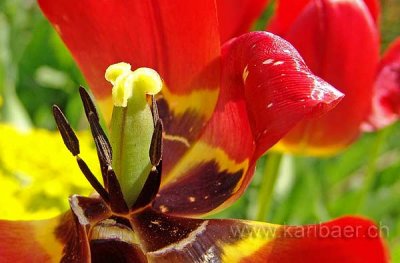 Tulpe / Tulip (00836)