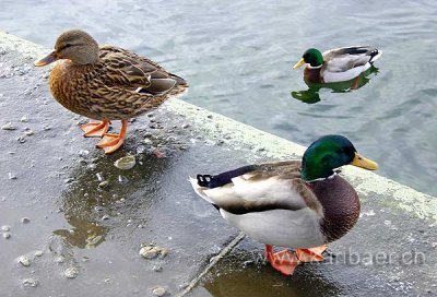 Enten / Ducks (00011)