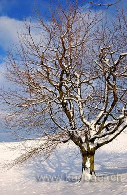 Baum im Winter (0104)