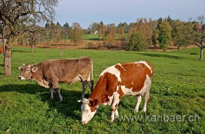 Kuehe / Cows (1198)
