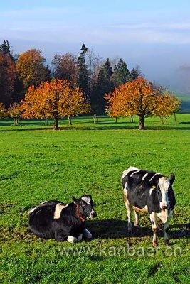 Kuehe / Cows (61385)