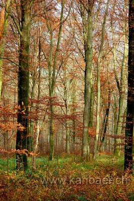 Wald / Forest (67399)