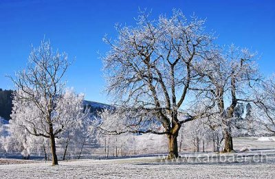Morgenfrost (6488)
