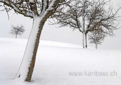 Baeume im Schnee (01477)