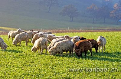 Schafe / Sheep (9515)