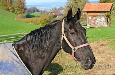 Pferd / Horse (60855)