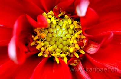 Blume / Flower (4913)