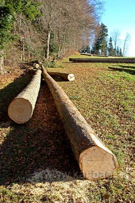 Holz / Wood (72260)