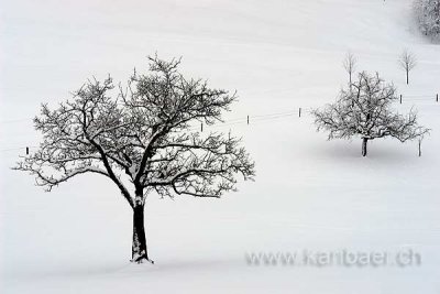 Baeume im Schnee (72334)