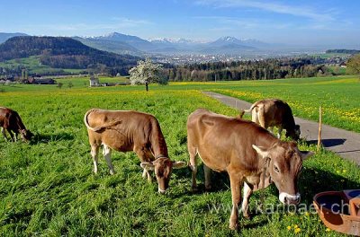 Kuehe / Cows (73574)