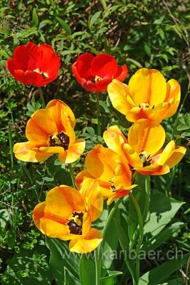 Tulpen / Tulips (73970)