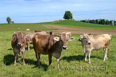 Kuehe / Cows (74387)
