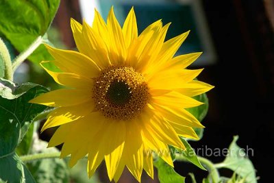 Sonnenblume (77559)