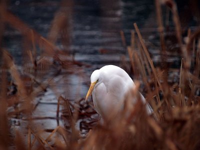 EGRETS & HERONS