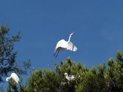 Great Egrets     wm_P5043229.jpg