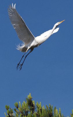  Great Egret      wmc_.jpg