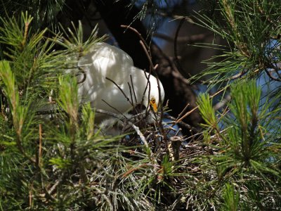 Snowy Egret over chicks    wmc_P5043360.jpg