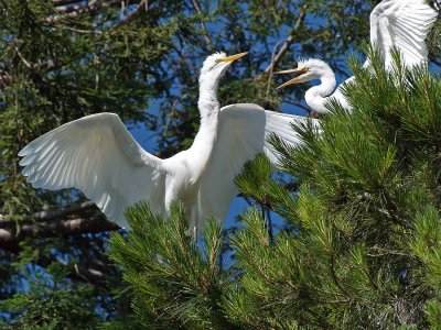 THE ROOKERY