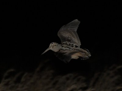 American Woodcock - A shot in the Dark