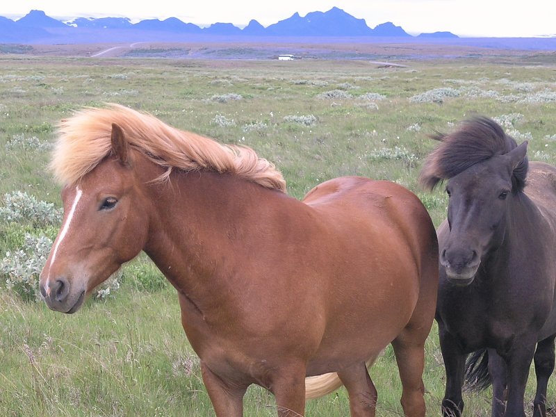 Horses at Gullfoss.jpg
