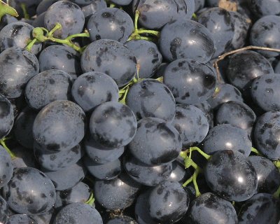 Blue grapes.jpg