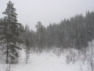 Vinterskog i snøvær.jpg