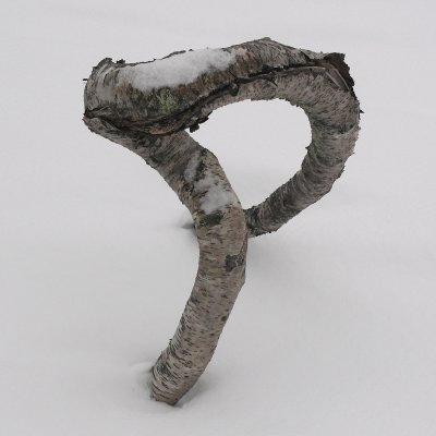 Kneeling birch.jpg