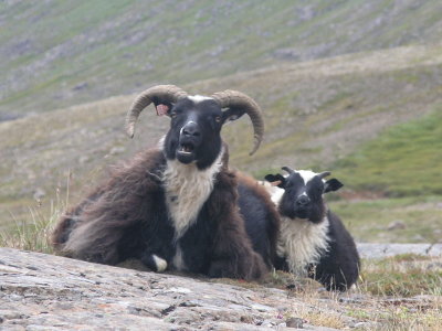 Sheep near Seidisfjordur.jpg