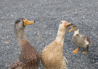 Funny ducks at Hvoll.jpg