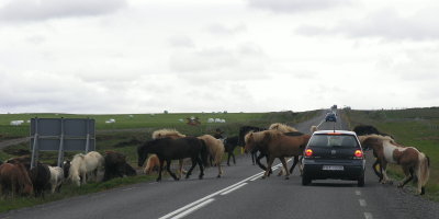 Mind horses crossing the road.jpg