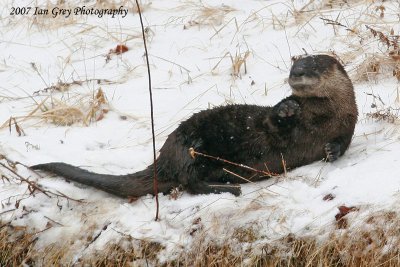 The Otter