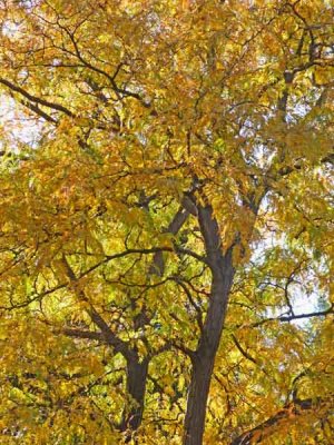 Fall Canopy