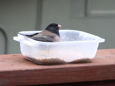 Really into his dinner